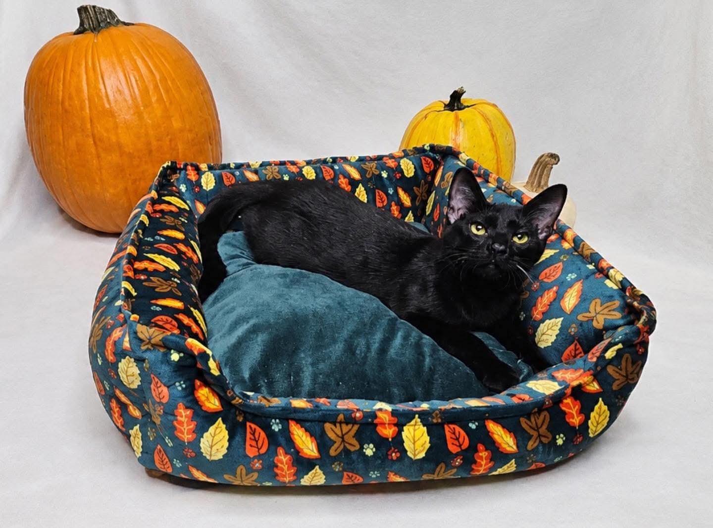 Enlarge Uno, a Adoptable Domestic Short Hair in Columbia, MO image 6/6