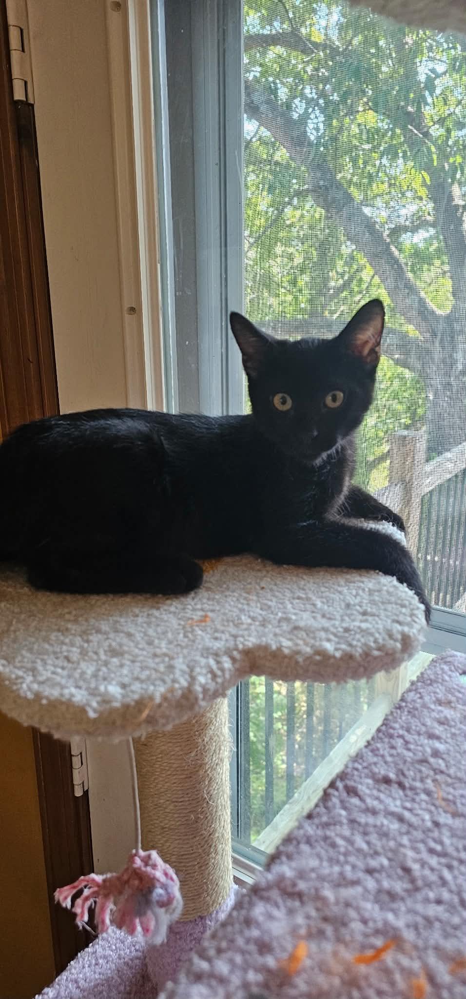 Enlarge Uno, a Adoptable Domestic Short Hair in Columbia, MO image 3/6