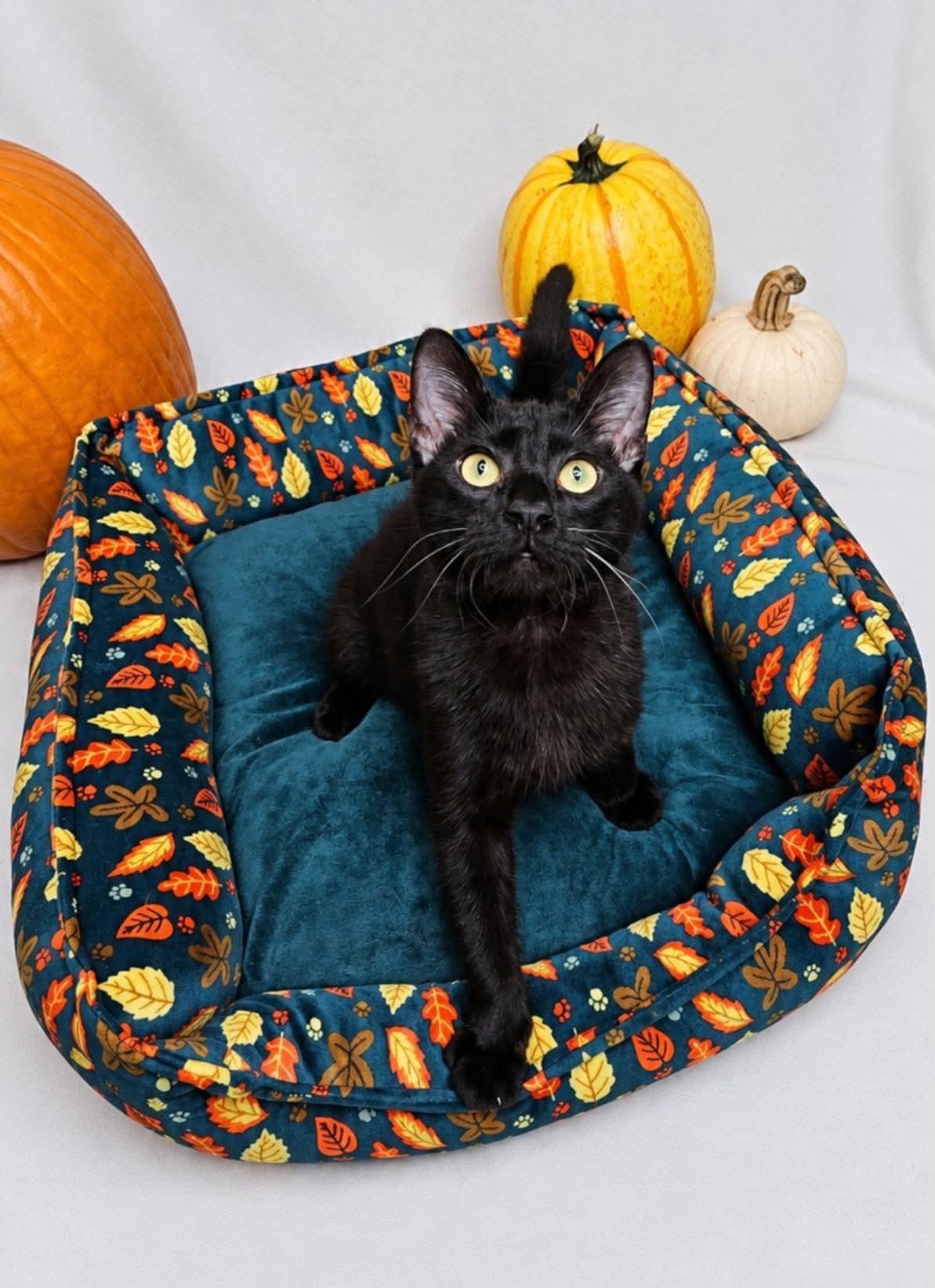 Enlarge Uno, a Adoptable Domestic Short Hair in Columbia, MO image 5/6