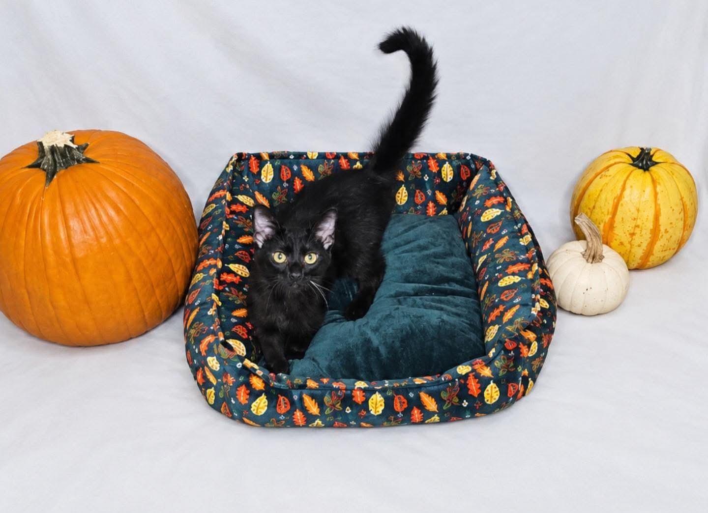 Enlarge Uno, a Adoptable Domestic Short Hair in Columbia, MO image 1/6