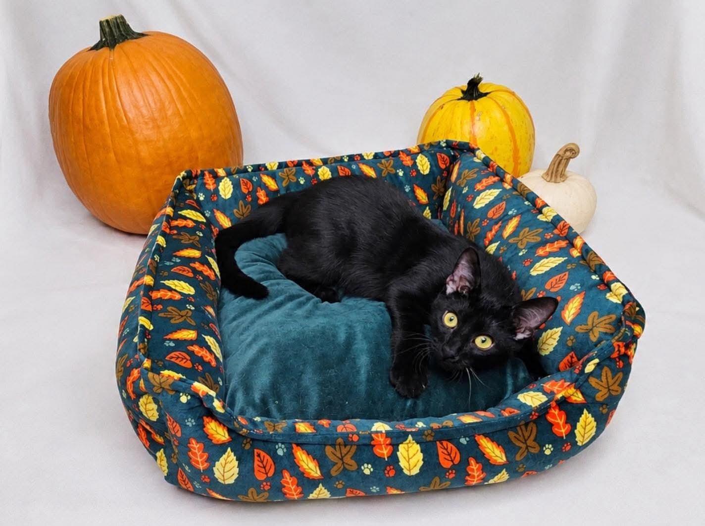 Enlarge Uno, a Adoptable Domestic Short Hair in Columbia, MO image 4/6