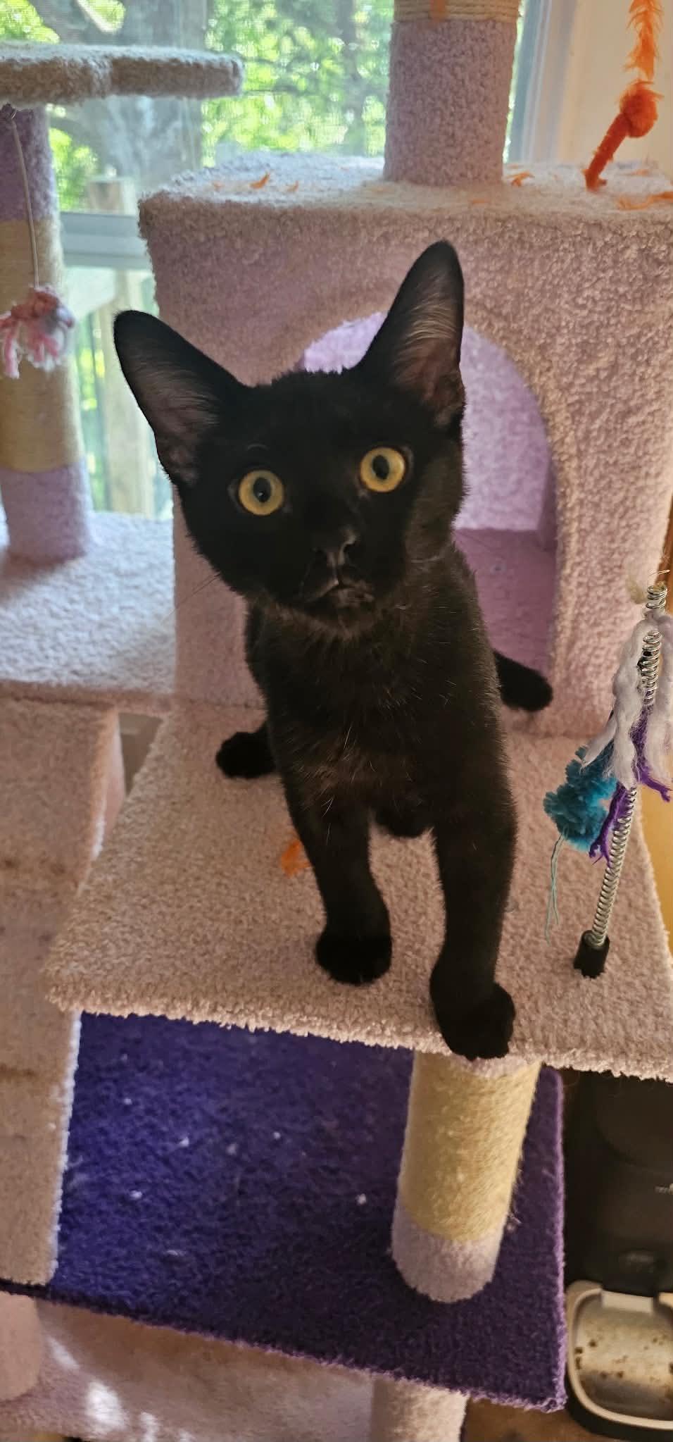 Enlarge Uno, a Adoptable Domestic Short Hair in Columbia, MO image 2/6