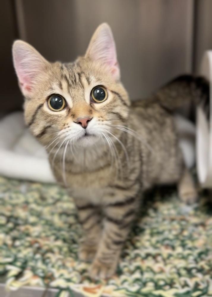 Taffy, Adoptable, Kitten Male Domestic Short Hair.