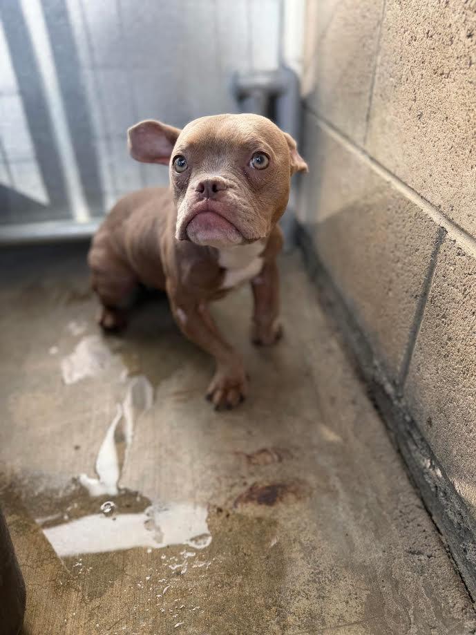 Enlarge Gretta, an adopted mixed breed in Oakdale, CA image 1/1