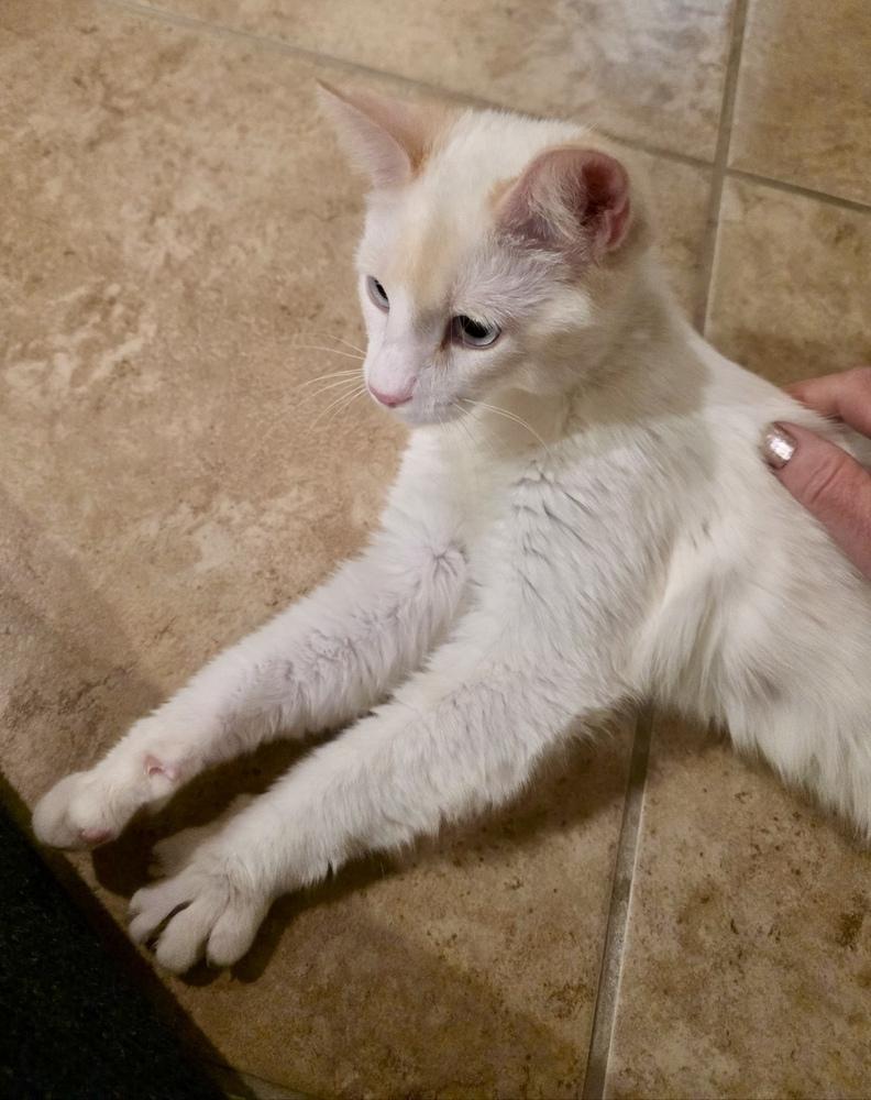 Phoebe, Adoptable, Young Female Domestic Short Hair & Siamese.