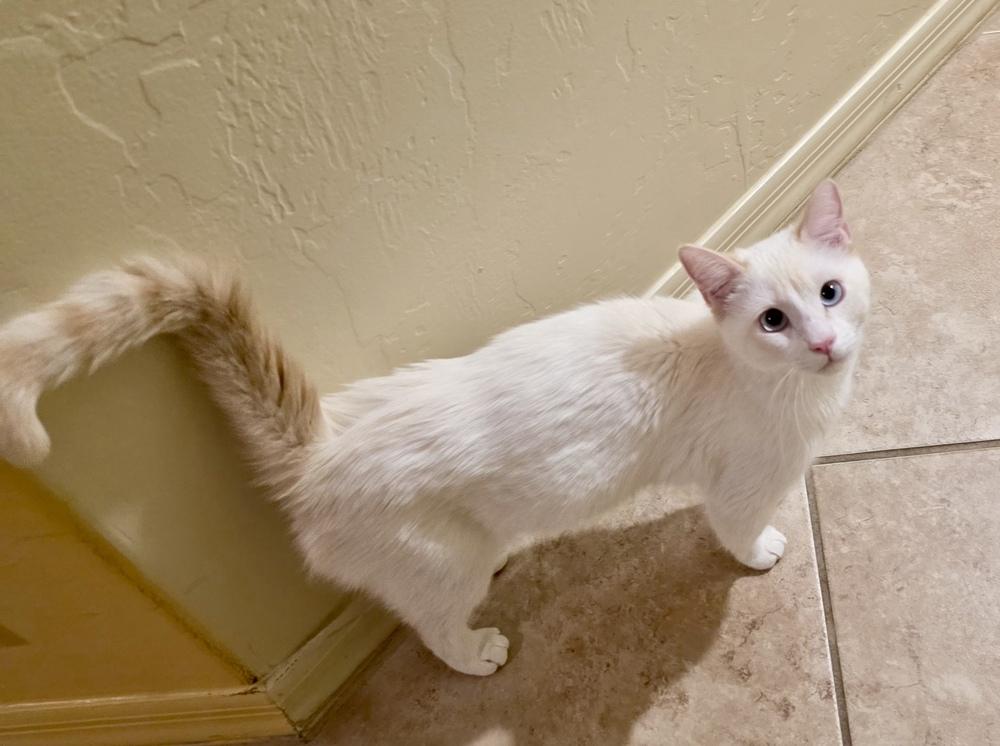 Phoebe, a Adoptable mixed breed in Green Valley, AZ image 3/6