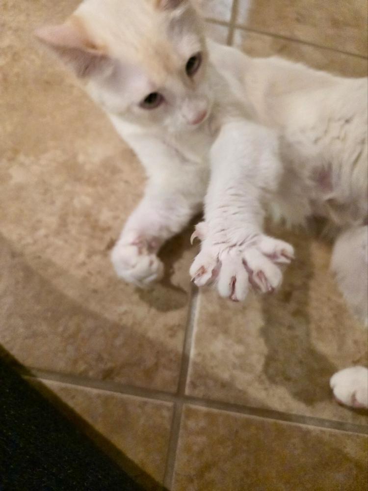 Phoebe, a Adoptable mixed breed in Green Valley, AZ image 4/6