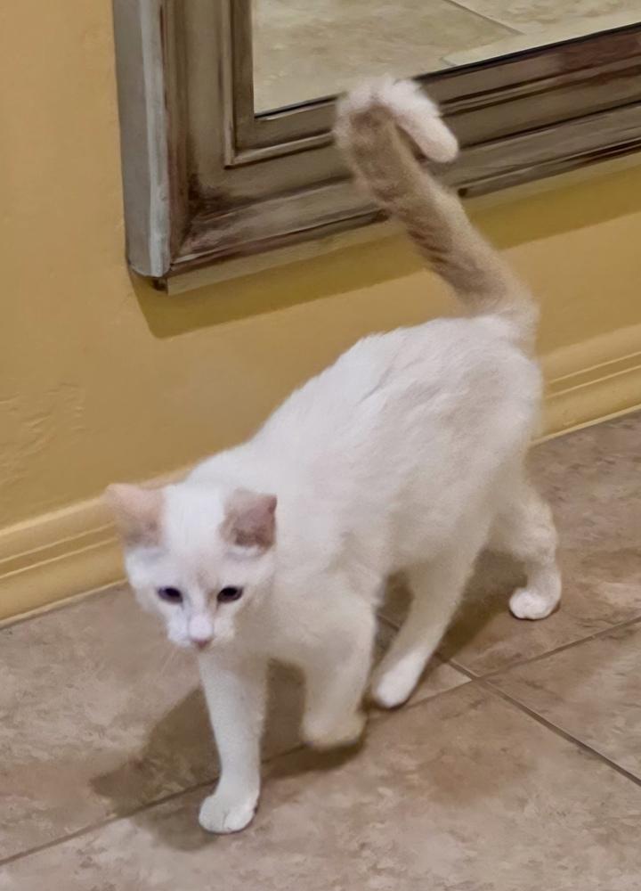 Phoebe, a Adoptable mixed breed in Green Valley, AZ image 5/6