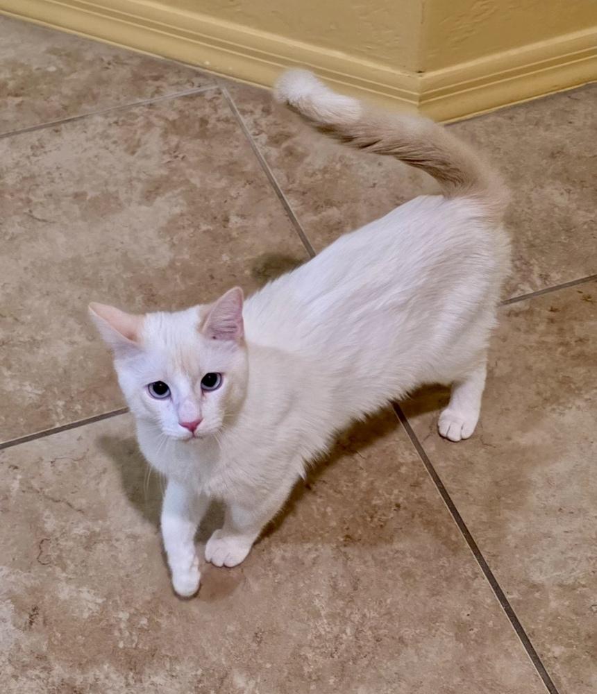 Phoebe, a Adoptable mixed breed in Green Valley, AZ image 6/6