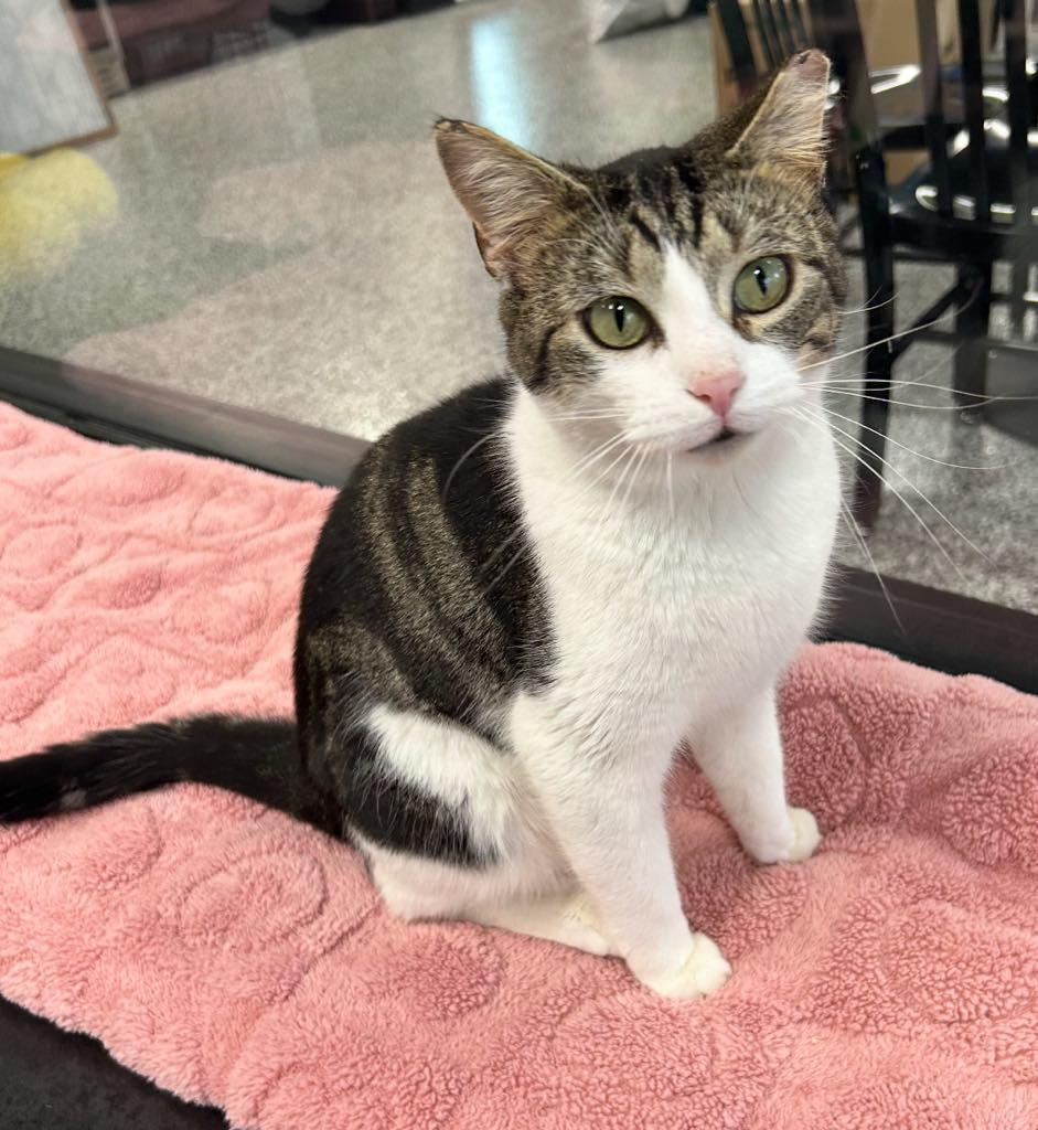 Enlarge Fred, a ADOPTABLE Domestic Short Hair in Cortland, OH image 2/4