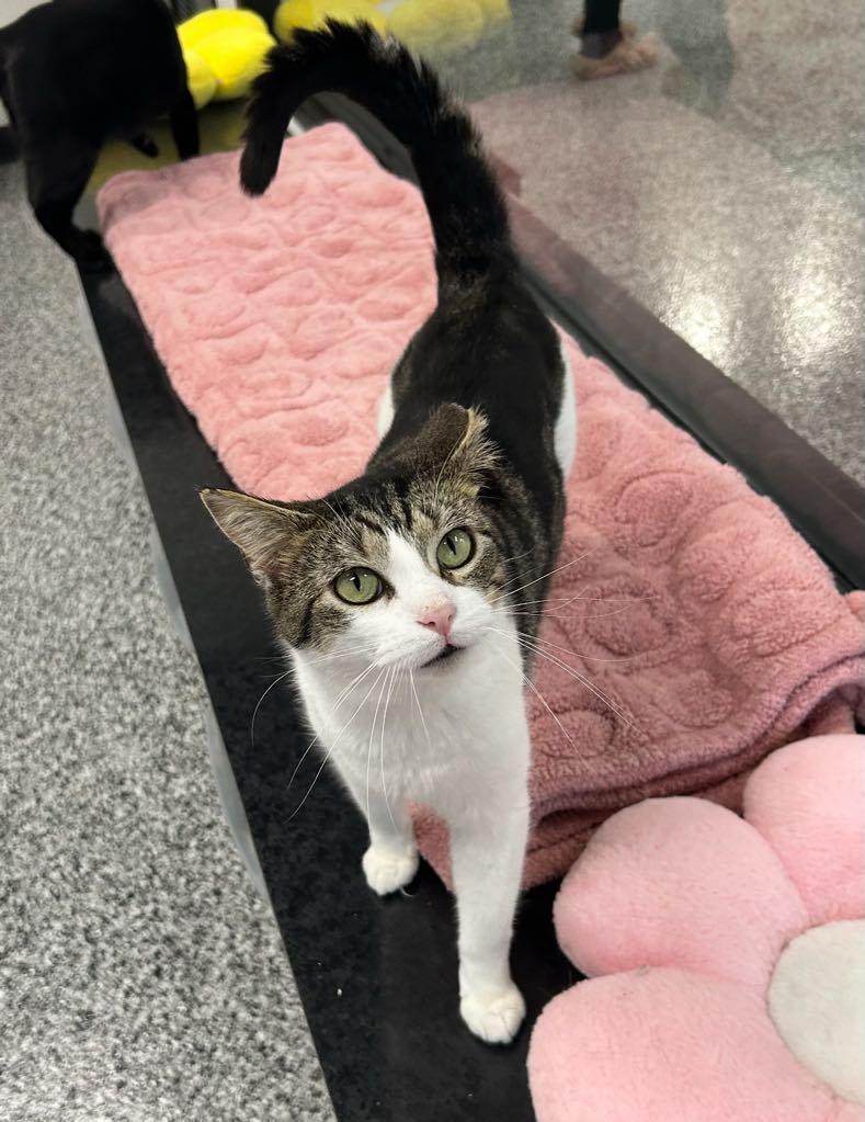 Enlarge Fred, a ADOPTABLE Domestic Short Hair in Cortland, OH image 3/4