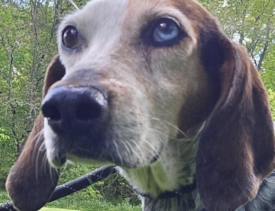 Rosie, a ADOPTABLE English Coonhound in North Bay, ON image 5/6
