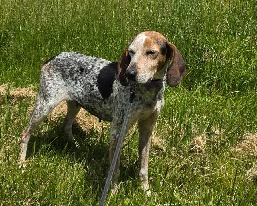 Rosie, a ADOPTABLE English Coonhound in North Bay, ON image 2/6