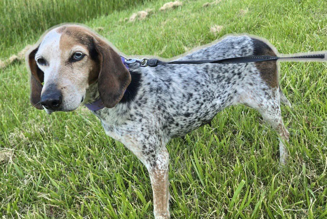 Rosie, a ADOPTABLE English Coonhound in North Bay, ON image 6/6
