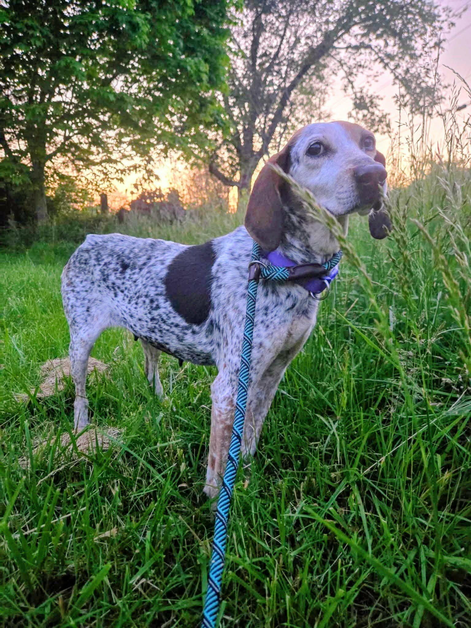 Rosie, ADOPTABLE, Adult Female English Coonhound.