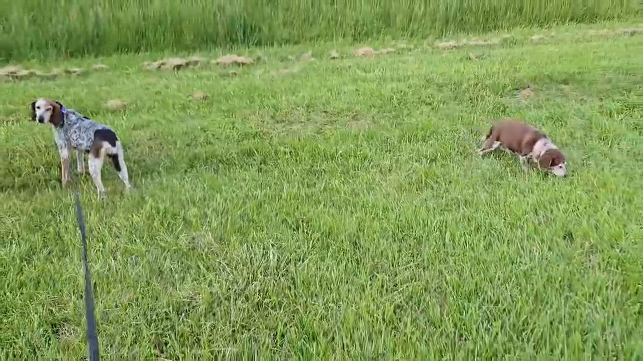 Enlarge Rosie, a ADOPTABLE English Coonhound in North Bay, ON video 3/6