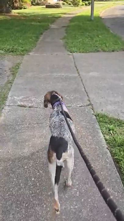 Enlarge Rosie, a ADOPTABLE English Coonhound in North Bay, ON video 4/6