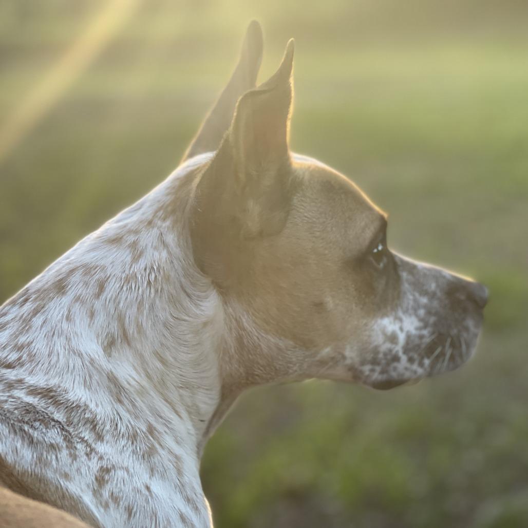 Enlarge Lucy, a Adoptable Cattle Dog in Lakeland, FL image 1/2
