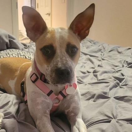 Enlarge Lucy, a Adoptable Cattle Dog in Lakeland, FL image 2/2