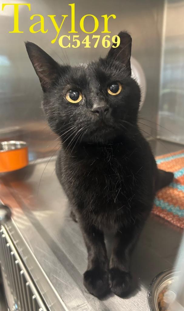 Taylor, Adoptable, Young Male Domestic Short Hair.