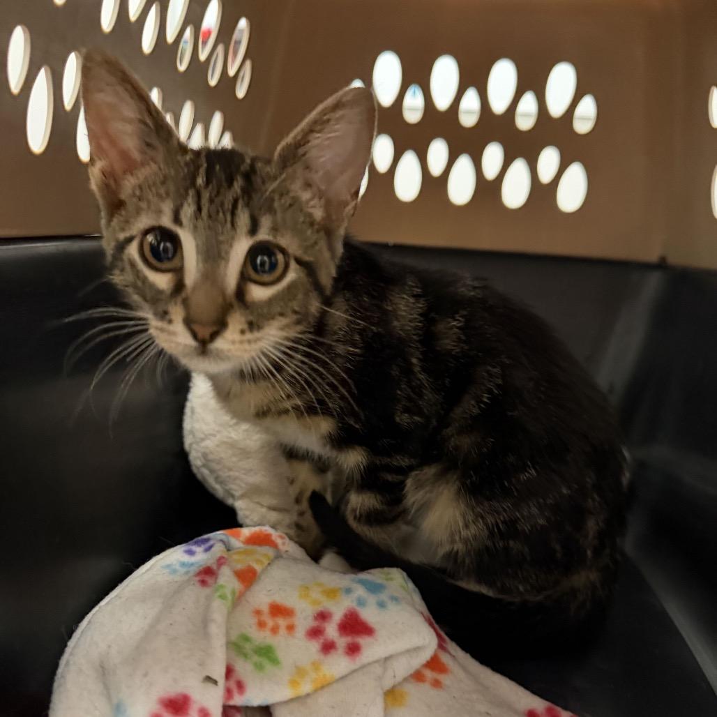 Yo-yo Pro Y2, Adoptable, Kitten Male Domestic Short Hair.