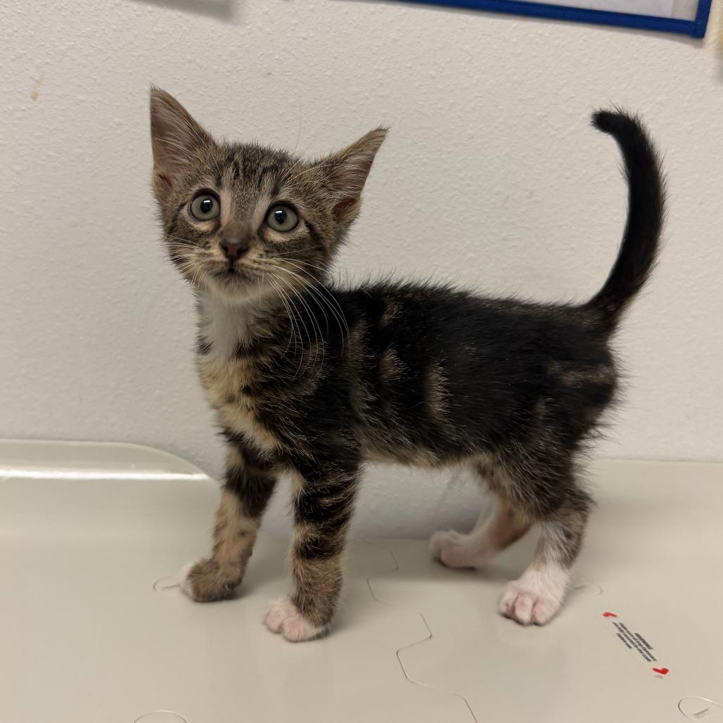 Enlarge Yo-yo Pro Y2, a Adoptable Domestic Short Hair in Edinburg, TX image 2/6