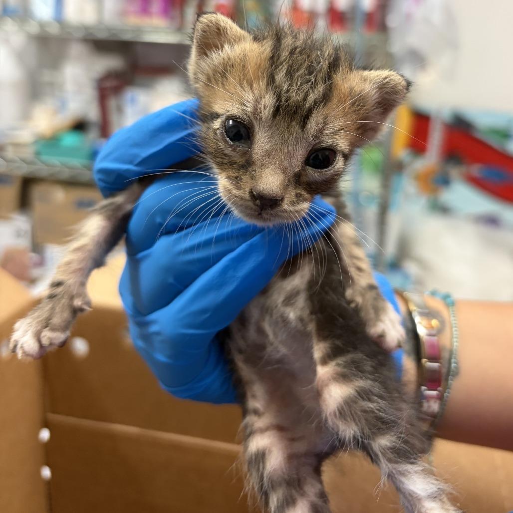 Enlarge Yo-yo Pro Y2, a Adoptable Domestic Short Hair in Edinburg, TX image 3/6