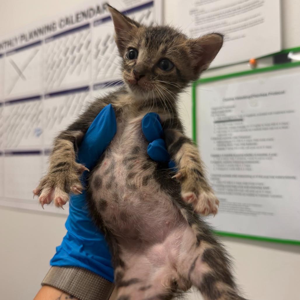 Enlarge Yo-yo Pro Y2, a Adoptable Domestic Short Hair in Edinburg, TX image 5/6