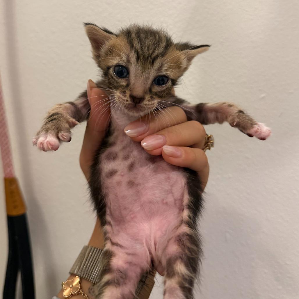 Enlarge Yo-yo Pro Y2, a Adoptable Domestic Short Hair in Edinburg, TX image 6/6