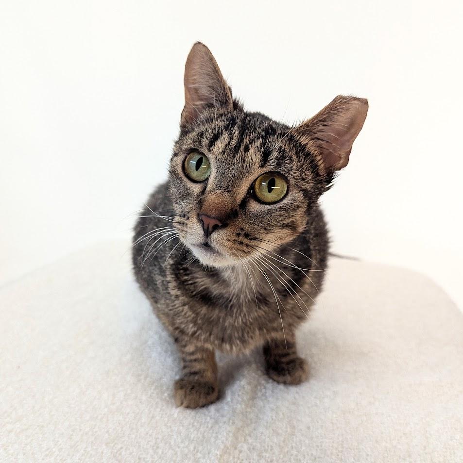 Abby, Adoptable, Young Female Domestic Short Hair.