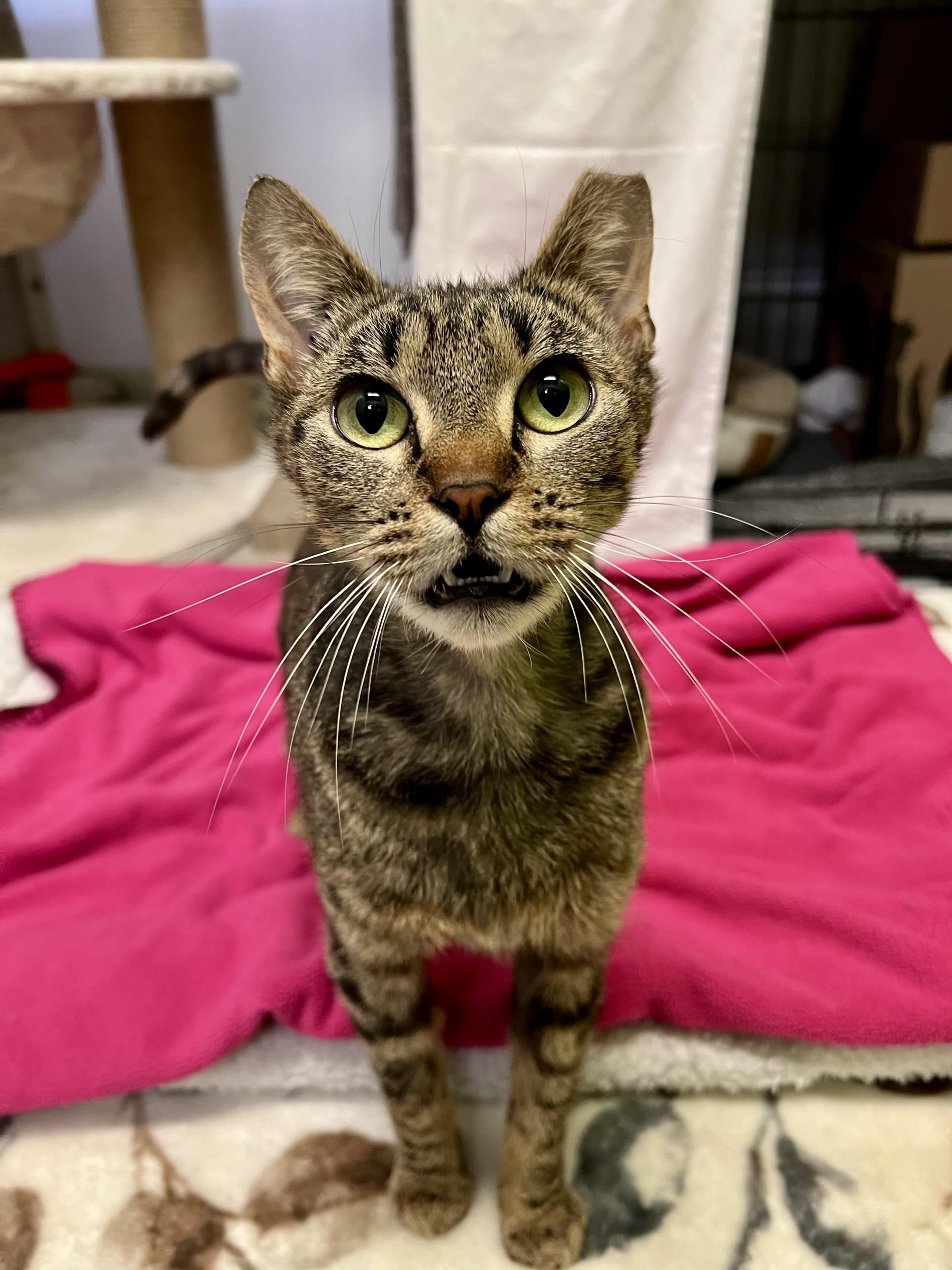 Enlarge Abby, a Adoptable Domestic Short Hair in Delta, BC image 2/2