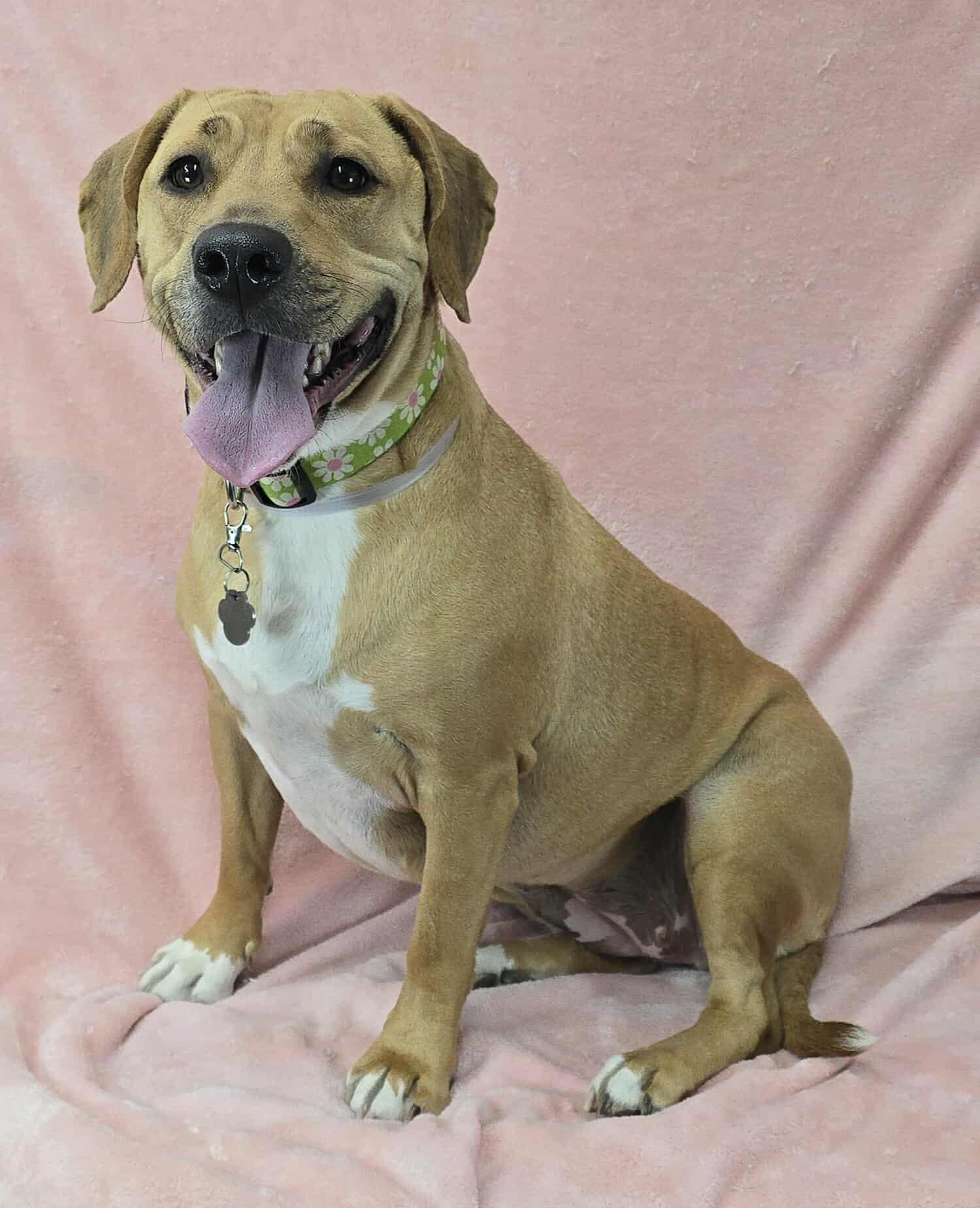 Cloud *foster needed* photo 2