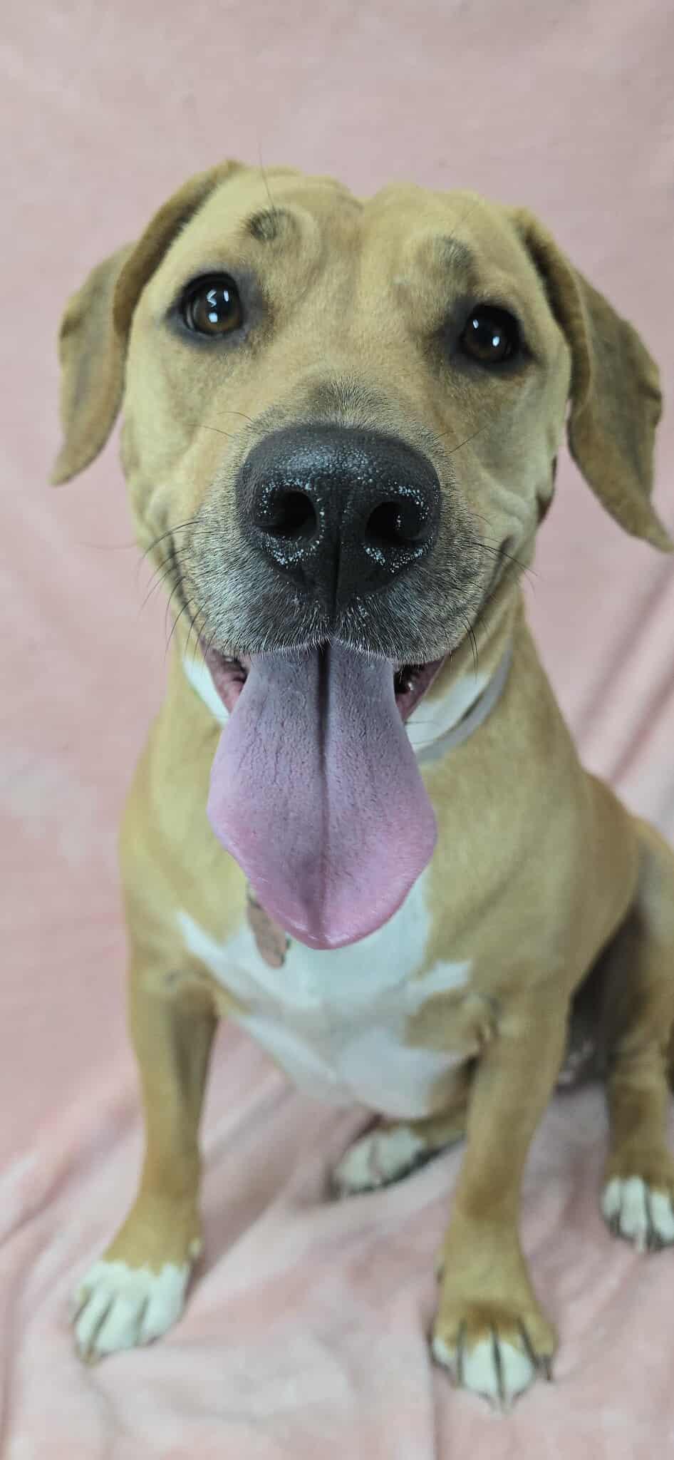Cloud *foster needed* photo 3