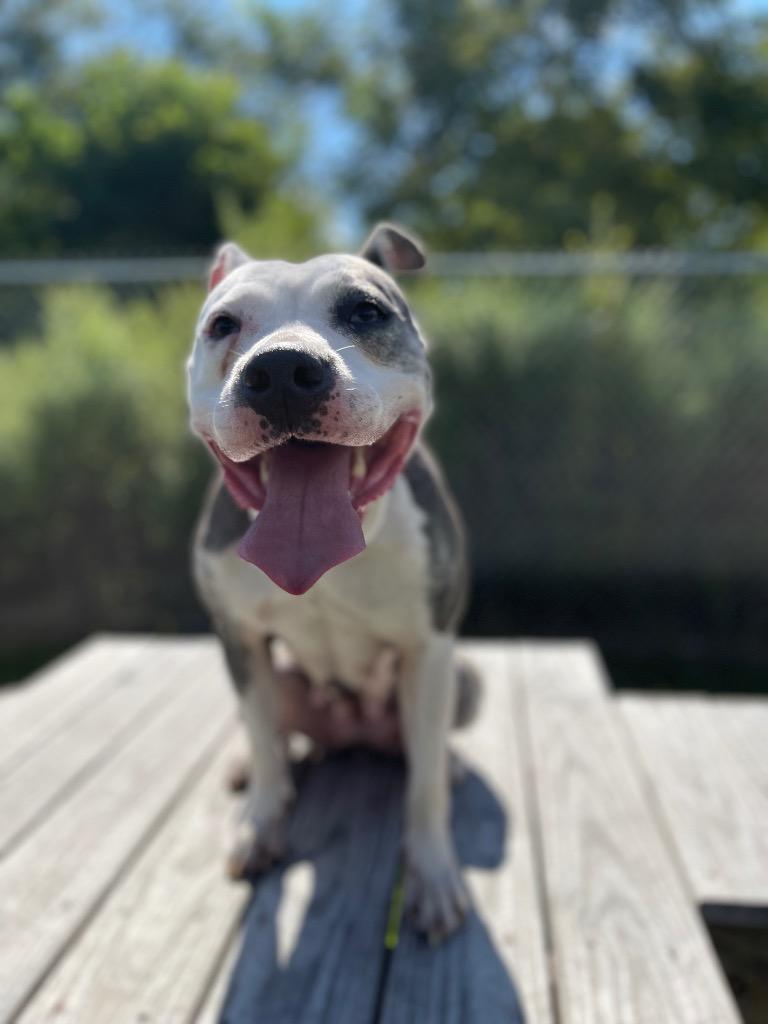 Kali, Adoptable, Adult Female Mixed Breed.