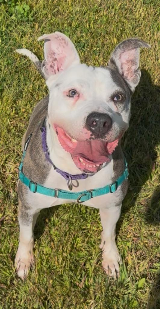 Enlarge Kali, a Adoptable mixed breed in Hyde Park, NY image 3/6