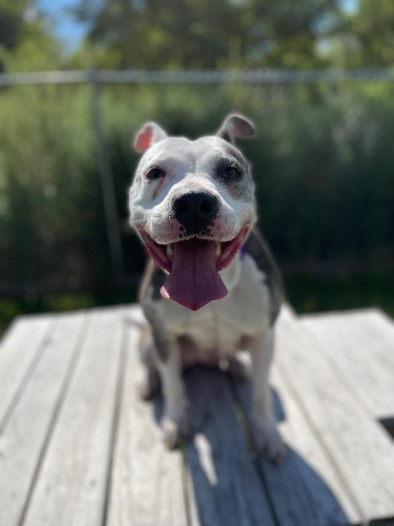 Enlarge Kali, a Adoptable mixed breed in Hyde Park, NY image 4/6