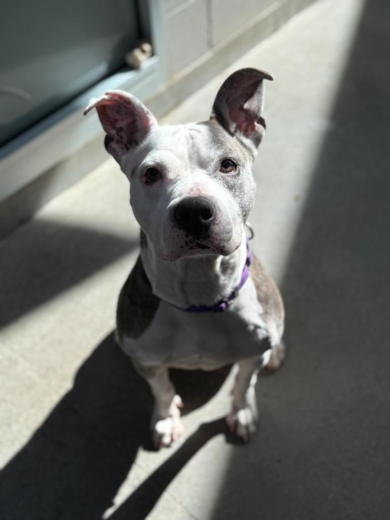 Enlarge Kali, a Adoptable mixed breed in Hyde Park, NY image 6/6