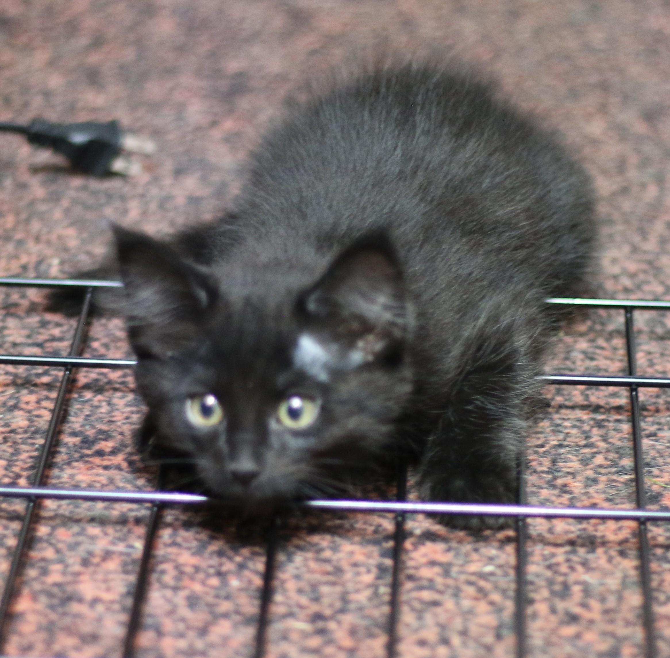 Benjamin, an adoptable Domestic Short Hair in Cut Bank, MT, 59427 | Photo Image 1