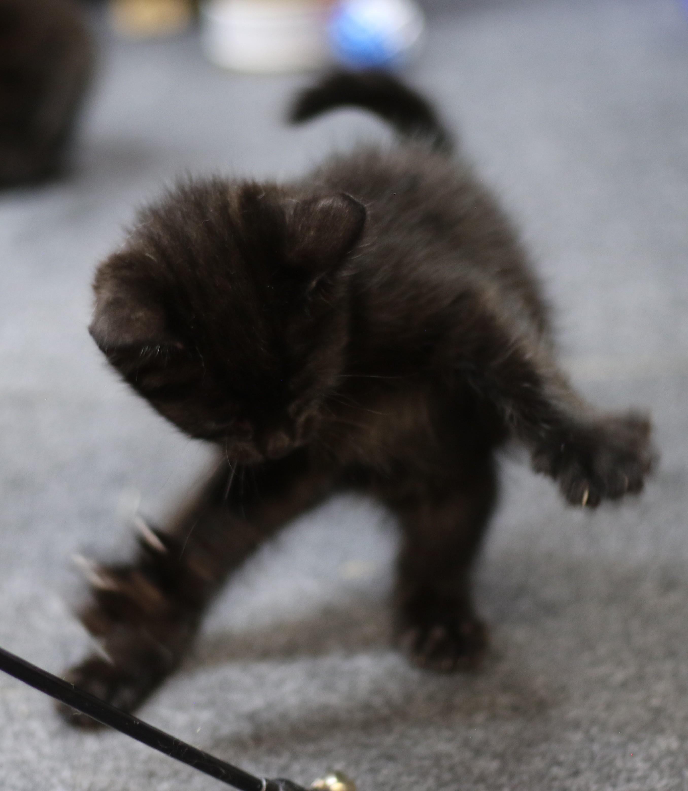 Benjamin, an adoptable Domestic Short Hair in Cut Bank, MT, 59427 | Photo Image 4