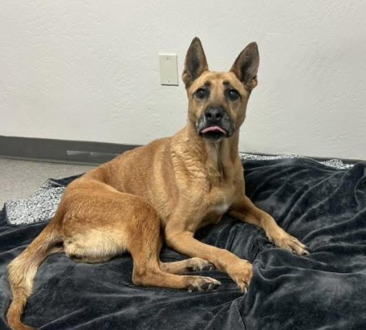 Bom Bom -- LONGTIME RESIDENT!, ADOPTABLE, Senior Female Shepherd.