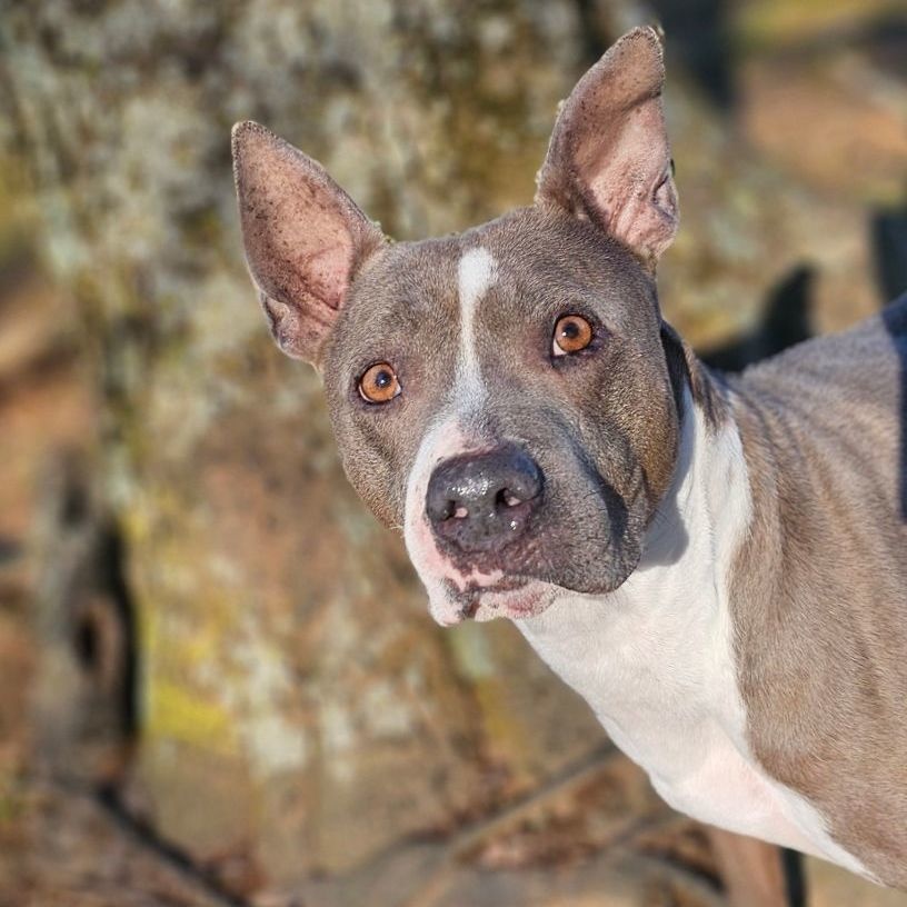 Enlarge MACY, a Adoptable Pit Bull Terrier in Athens, AL image 3/4