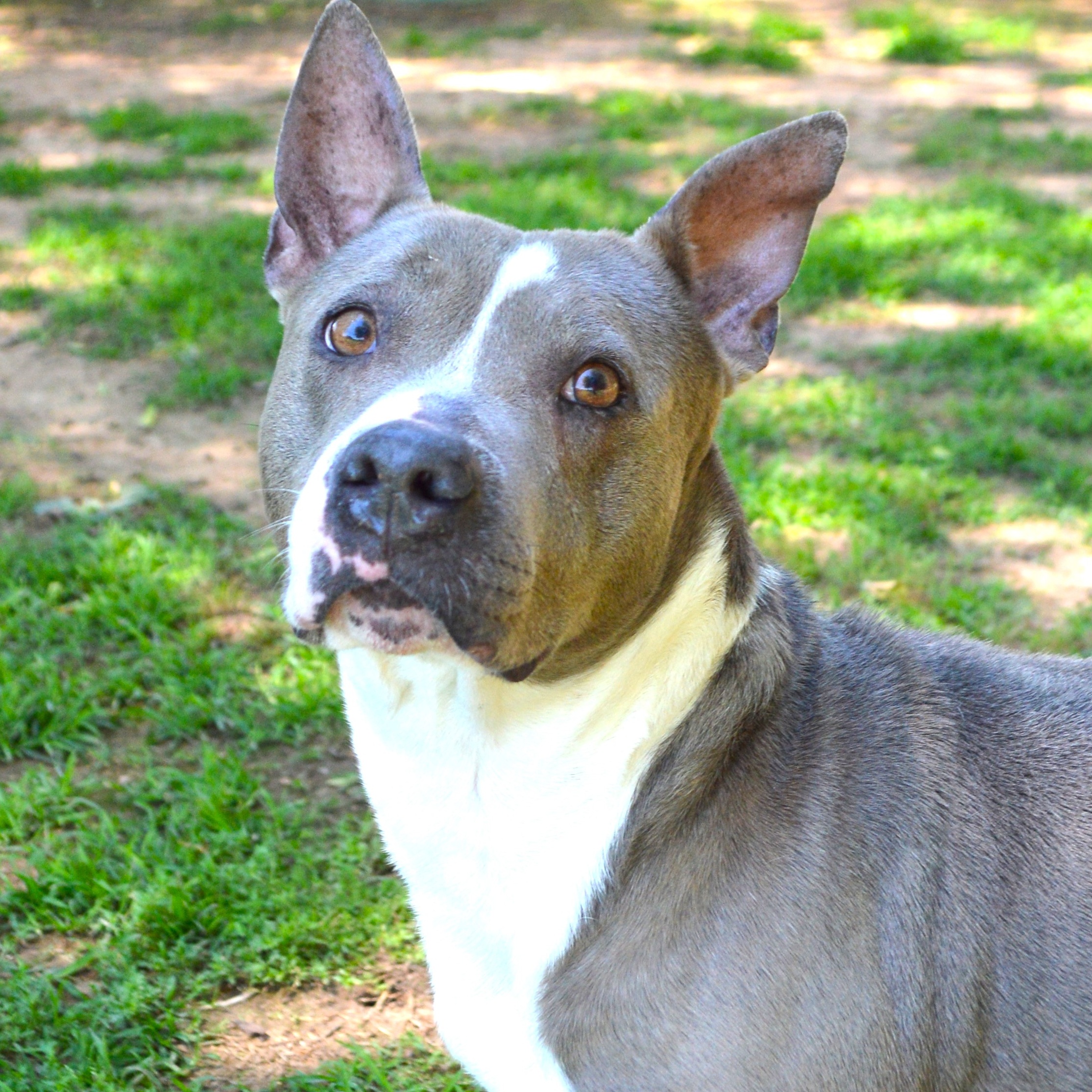 Enlarge MACY, a Adoptable Pit Bull Terrier in Athens, AL image 4/4