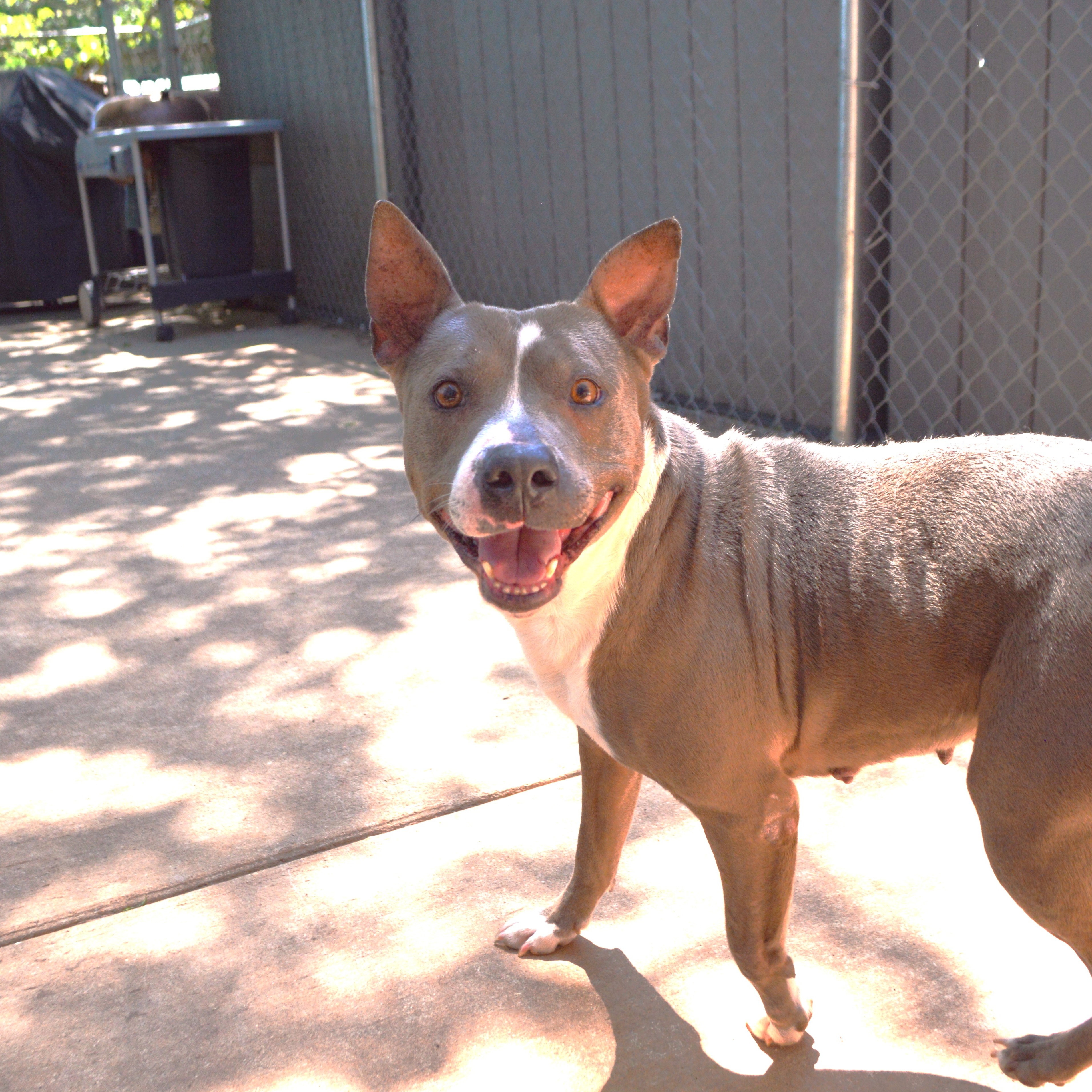 MACY, Adoptable, Adult Female Pit Bull Terrier.