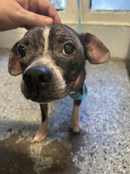 Buffy, Adoptable, Adult Female Terrier.