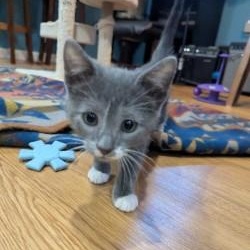 Topaz, a Adoptable Domestic Short Hair in Annapolis, MD image 2/2