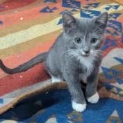 Topaz, Adoptable, Kitten Male Domestic Short Hair.