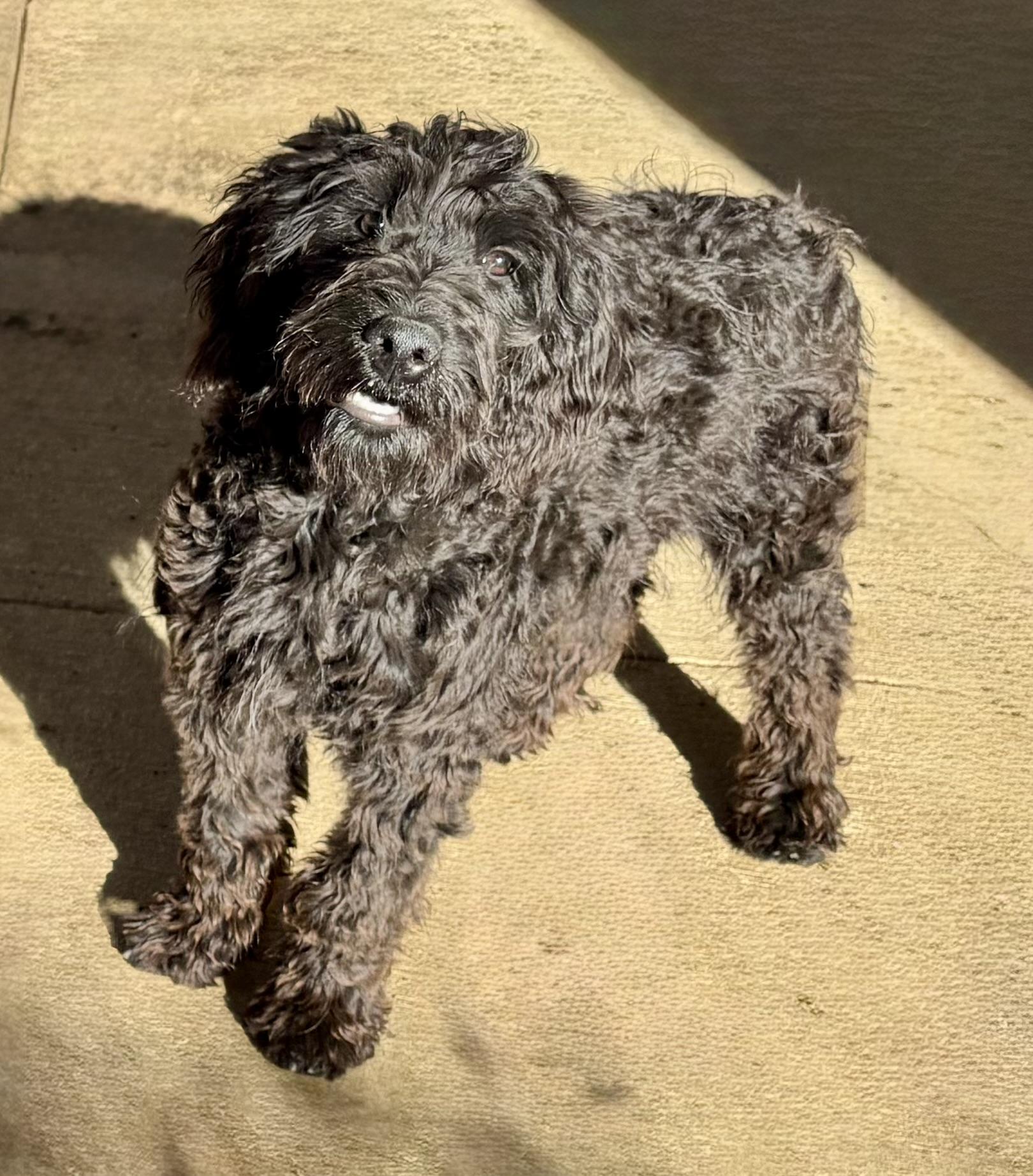 Nani, an adoptable Goldendoodle in ontario, CA, 91762 | Photo Image 2