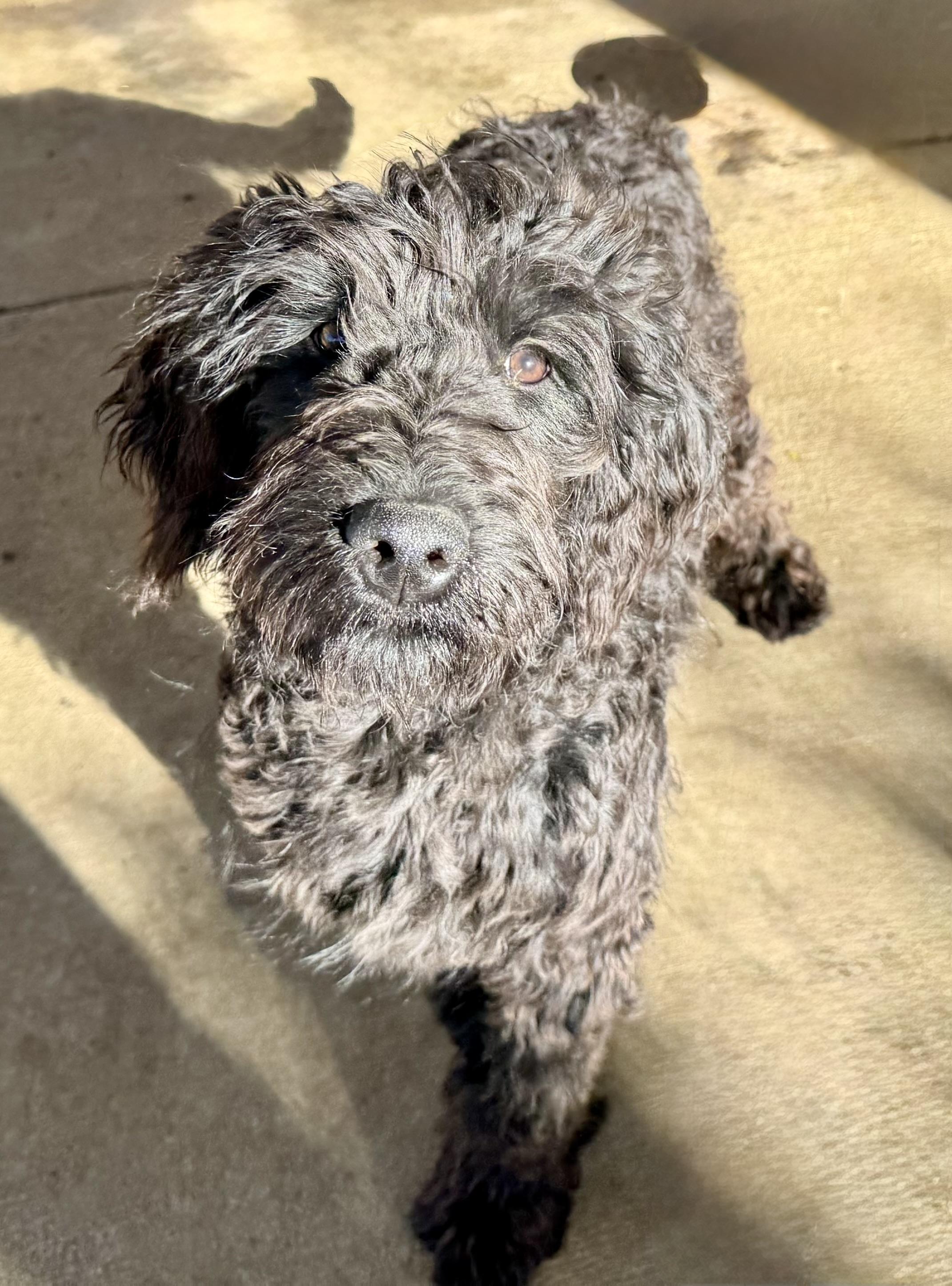 Nani, an adoptable Goldendoodle in ontario, CA, 91762 | Photo Image 1