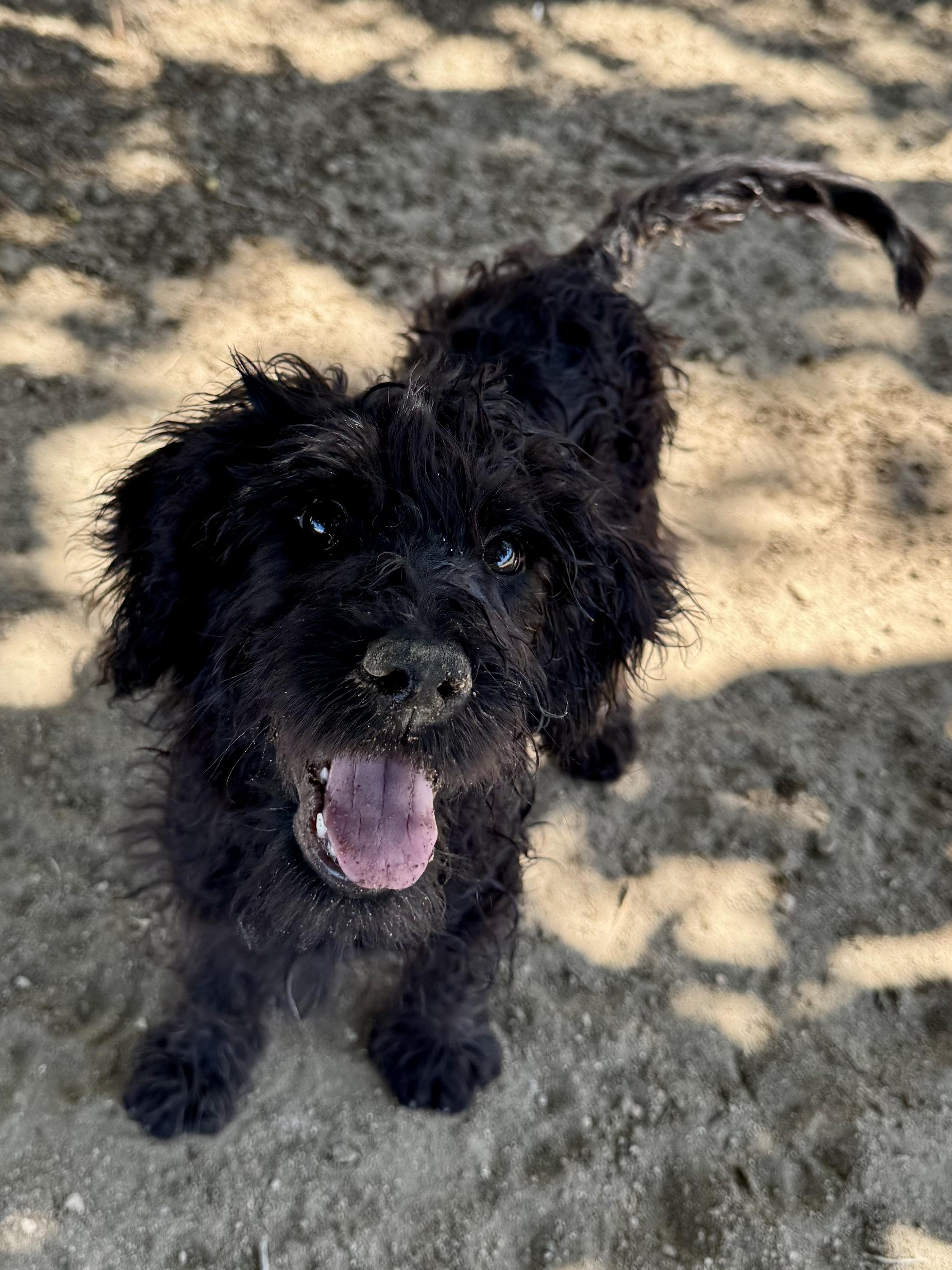 Nani, an adoptable Goldendoodle in ontario, CA, 91762 | Photo Image 4
