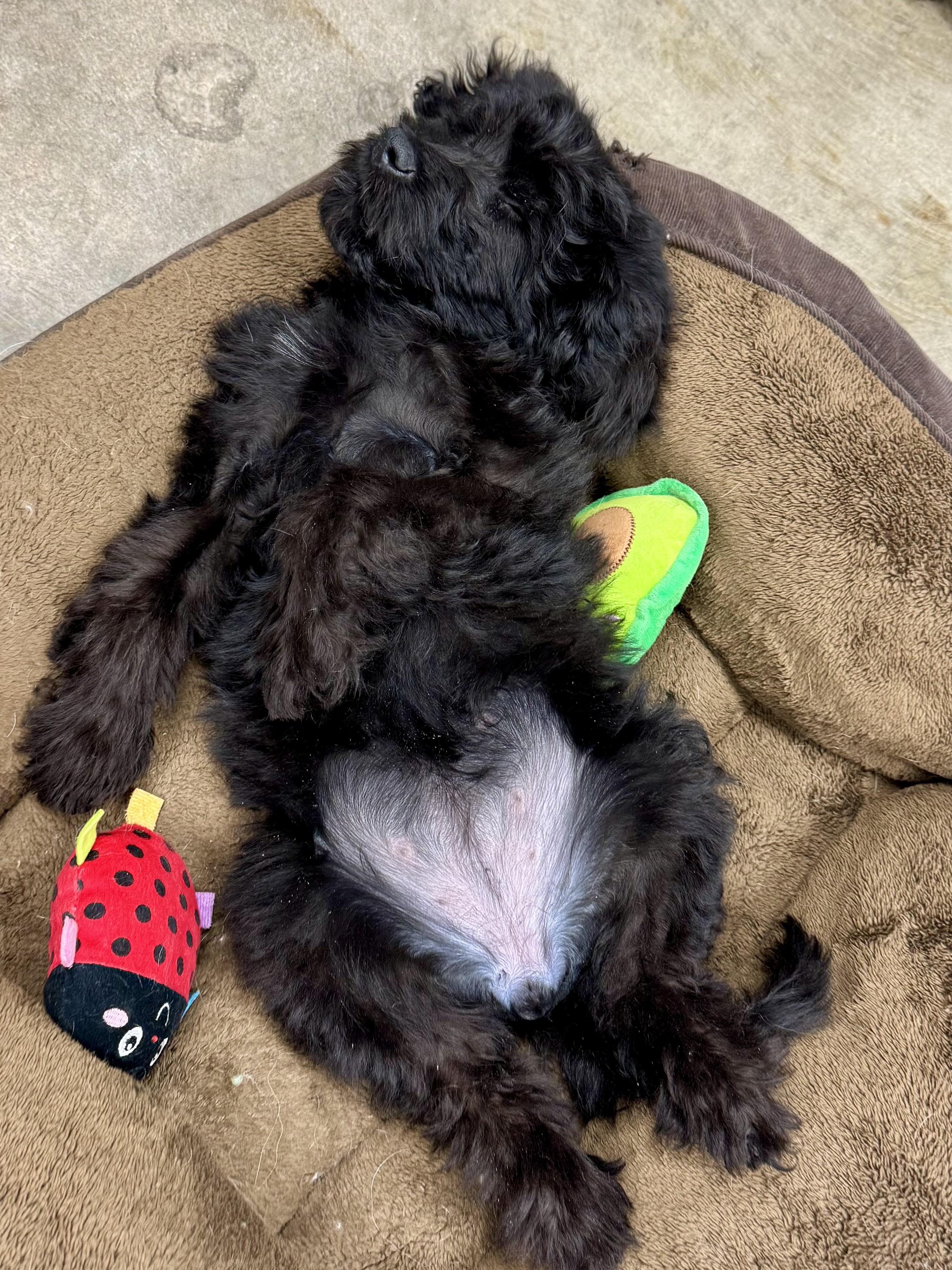 Nani, an adoptable Goldendoodle in ontario, CA, 91762 | Photo Image 3